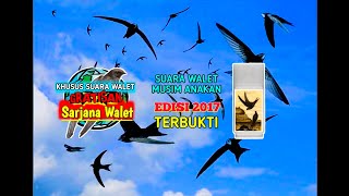 Download lagu 🔴SP. ANAK MUDA, SEDOT WALET MUSIM ANAKAN || SUARA PANGGIL BURUNG WALET mp3