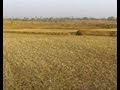 No Rain No Grain 