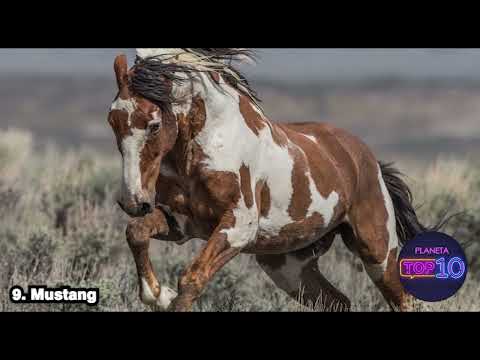 Las 10 Razas de Caballos más Populares del Mundo