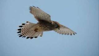 Common Kestrel - Falco Tinnunculus