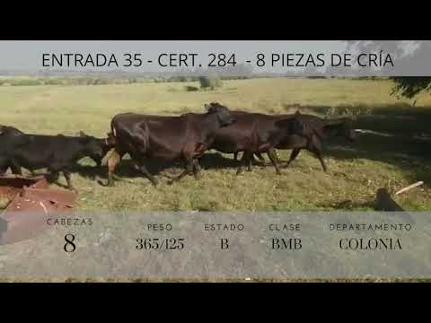 Lote 8 Piezas de cría Vacas: AAxHO,  Tnos: RA 365/115kg -  en RUTA 1 KM 116