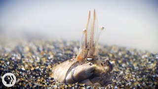 For Pacific Mole Crabs It&#39;s Dig or Die | Deep Look