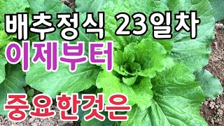 배추 정식하고 23일차 이제부터가 또 중요한 시기 입니다