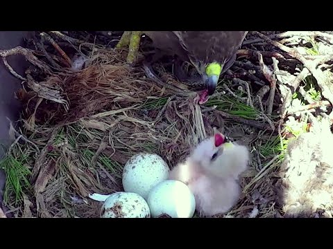 Cornell Red tailed Hawks~ Still alive snake! Little one gets a few bites~ 10:58 AM 2022/04/22