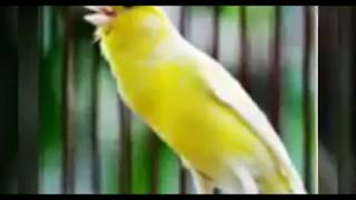 Download lagu So This Is Why Your Canary’s Song Is Choppy mp3 Download lagu So This Is Why Your Canary’s Song Is Choppy mp3