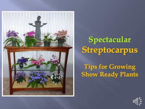 Spectacular Streptocarpus - Terri Vicenzi