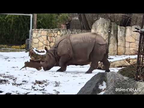 Il piccolo cervo che sfida il rinoceronte allo zoo di Wroclaw