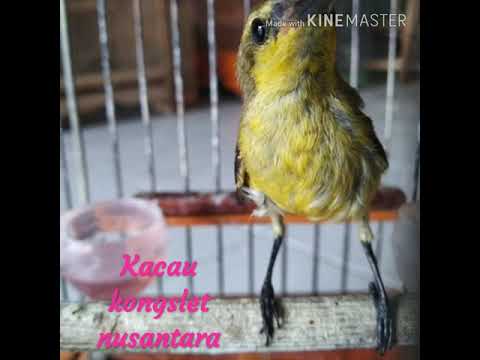 Sogok Novyj Trend Smotret Onlajn Na Sajte Trendovi Ru