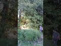 Echo SRM 225 In Action Weed Whacking