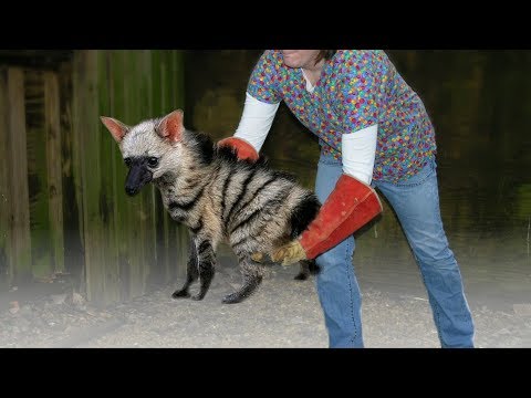 Diese 10 Tiere sehen harmlos aus, sind aber tödlich