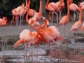 Fighting Caribbean Flamingos
