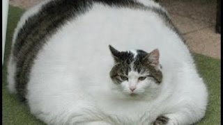 Шутки и приколы с котами