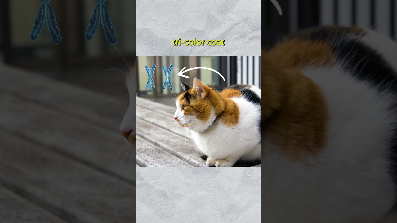 What color parents make a calico cat?