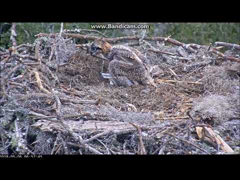 Nestorations While Mom and Dad Are Away Savannah Osprey Nest