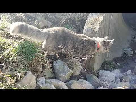 patio walk w the cat, leash training