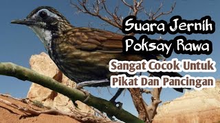 Download lagu Suara Jernih. Poksay Rawa. Sangat Cocok Untuk Pikat Dan Pancingan. mp3 Download lagu Suara Jernih. Poksay Rawa. Sangat Cocok Untuk Pikat Dan Pancingan. mp3