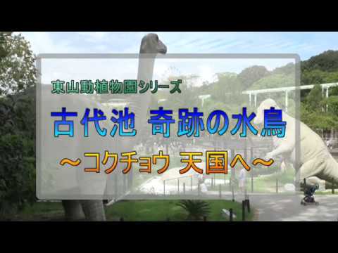 東山動植物園シリーズ「古代池 奇跡の水鳥～コクチョウ 天国へ～」
