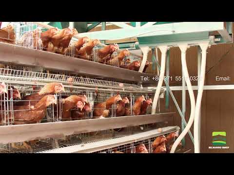 GREAT FARM Chicken farm gantry feeding car - High quality new style big machine