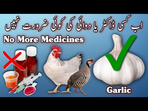 , title : 'Best Antibiotic Antibacterial Antiviral Antifungal Herbal Medicine For birds and chickens'