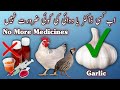Best Antibiotic Antibacterial Antiviral Antifungal Herbal Medicine For Birds And Chickens