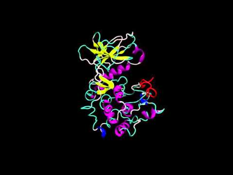 cPKA with PKI (red) complex MolDyn