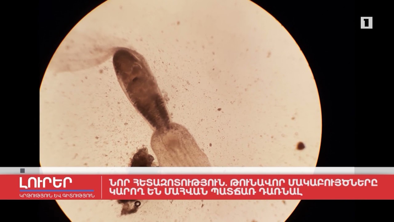 Նոր հետազոտություն. թունավոր մակաբույծները կարող են մահվան պատճառ դառնալ