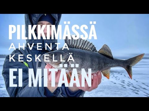 JUHO PATIKOIDEN KESKELLÄ SUUR-SAIMAATA AHVENJAHDISSA!