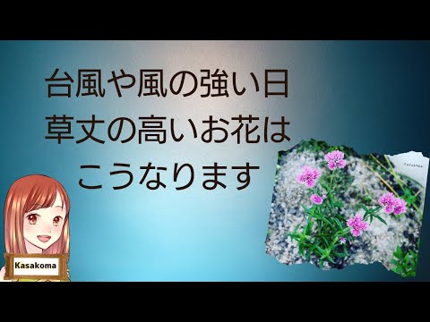 園芸 リオ・グランデ・アマランティーン、スカーレット・ゴンフレナ
