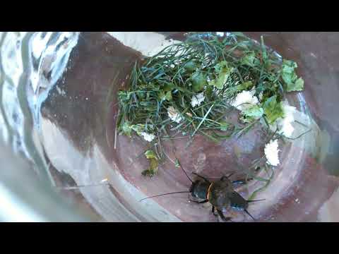 El canto del grillo..