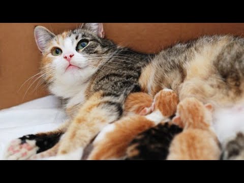 How many times a day does a mother cat feed her kittens?