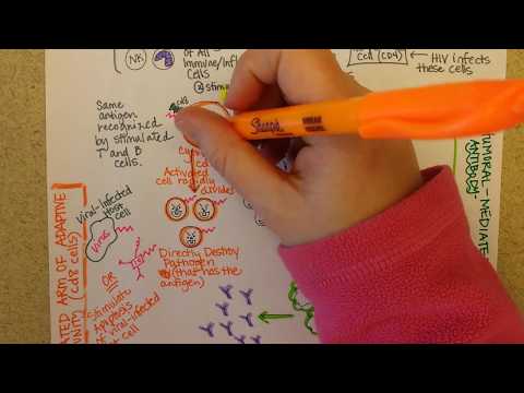 Adaptive Immunity, Part 2