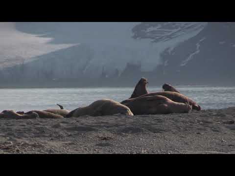 Morse (Odobenus r. rosmarus) Walrus