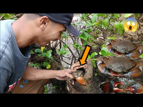 Sus meyo Ginoo!!Halos Hindi na mahugot sa butas sa sobrang laki Ng Alimangong ito!!