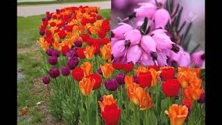 PERRY COMO    TULIPS AND HEATHER