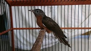 Download lagu Burung Kedasih Gacor!!! mp3