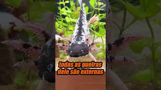 O ANIMAL QUE PARECE SER DE OUTRO PLANETA #richardrasmussen #animais #axolote