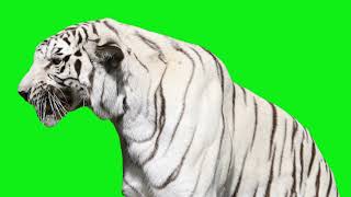 Download lagu green screen tiger white video #greenscreen #freegreenscreenvideo mp3