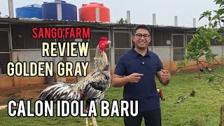 Download lagu Sango Farm Review Pacek Golden Gray Import & Its Offspring mp3