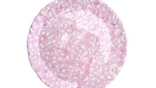 What's On This Plate?! And More... -- BiDiPi #27