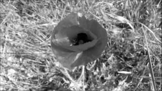 Duncan Dhu - Rosa gris