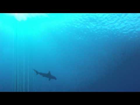 Die großen Fische, Daedalus Riff,Ägypten