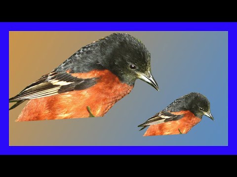 Trupiál sadový (Icterus spurius) — spev a hlas v prírode