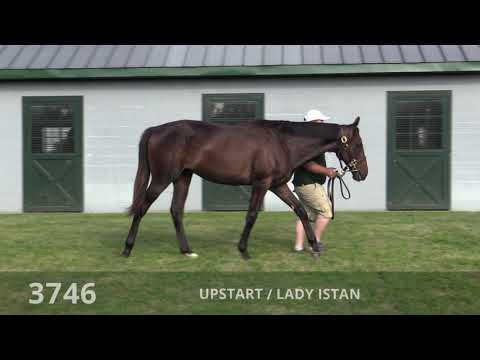 KEESEPT20 Hip #3746 c. Upstart - Lady Istan