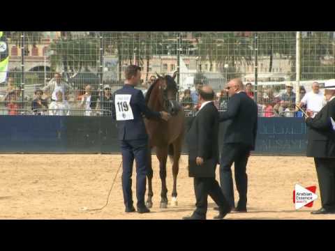 N.119 LUIGI - Menton 2016 - Colts 2 years old (Class 7)