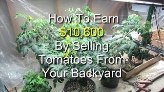 Earn $10,600 By Selling Tomatoes From Your Backyard