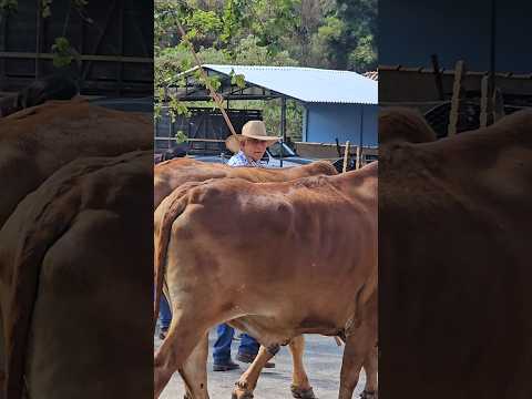 O DESFILE DE NATÉRCIA-MG #boiadeiro #roça #tradição #carreiro #carrodeboi #modao #gado