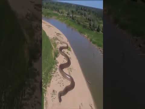 Le plus grand serpent du monde dans la jungle amazonienne #shorts #short #shorts video