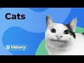 The History of Cats in 10 Minutes