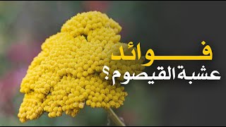 ما هي فوائد عشبة القيصوم ؟