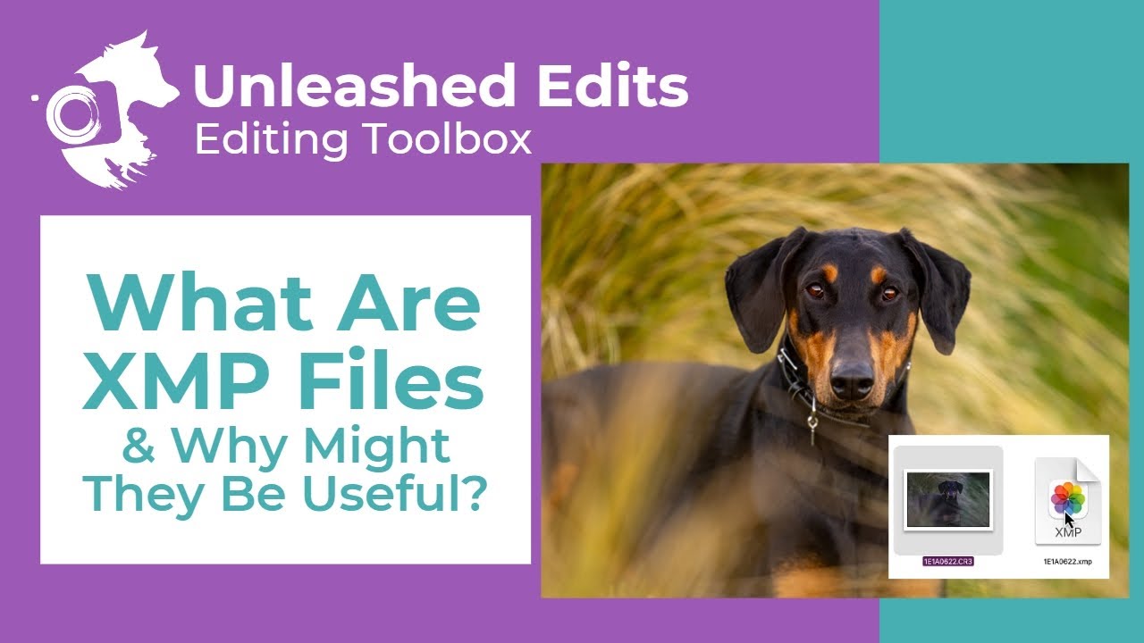 What Are XMP Files and Why Might They Be Useful? - Dog Photography Editing Tutorial